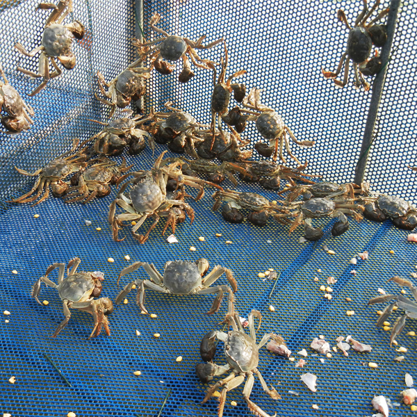 大闸蟹养殖